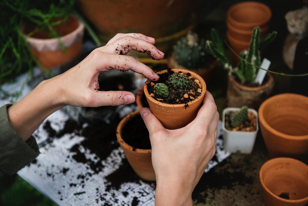 Guida semplice alla cura del giardino per negati!